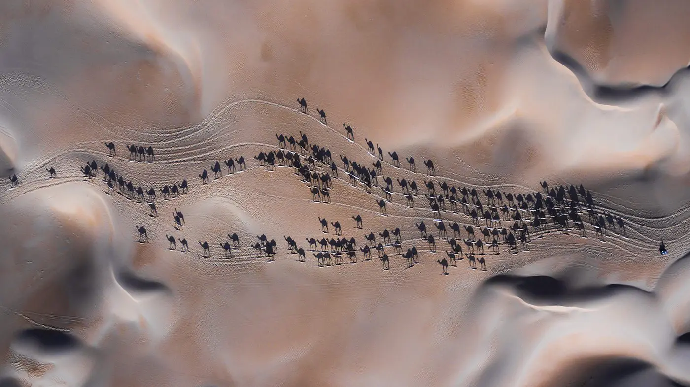 The Shadow Shepard, Xposure 2018 Overall Winner